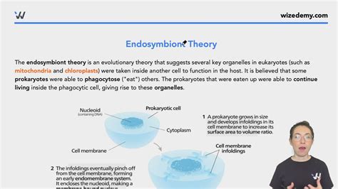 Endosymbiont Theory - Wize University Biology Textbook | Wizeprep