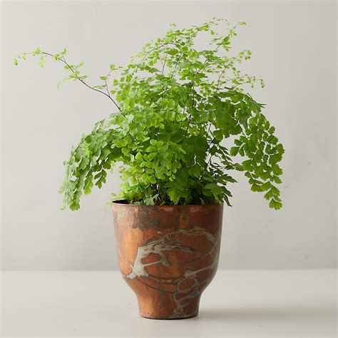 Maidenhair Fern House Plants - Adiantum raddianum