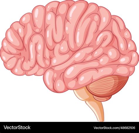 Cartoon human brain anatomy Royalty Free Vector Image