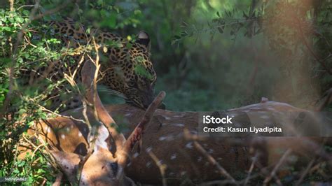 A Sri Lankan Leopard Hunt Deer Starving Leopard Eating A Deer Stock ...