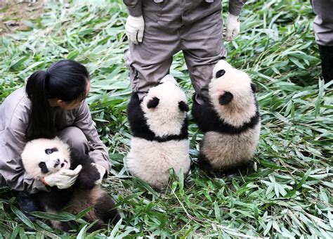 Baby Panda Cubs Photo: Make Public Debut at China Conservation Center