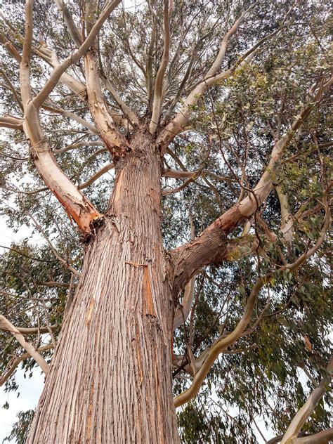 Red Stringybark Tree 25932322 Stock Photo at Vecteezy