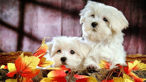 Cute Bichon Frise Puppies HD wallpaper | Pxfuel