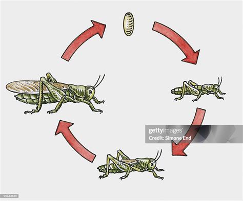 Illustration Of Grasshopper Life Cycle From Egg To Adult High-Res Vector Graphic - Getty Images