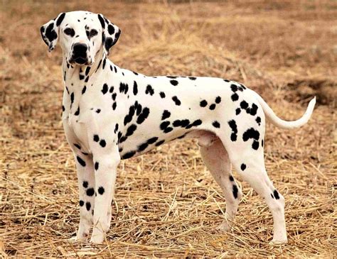 Dalmatian 5 - Pet Paw