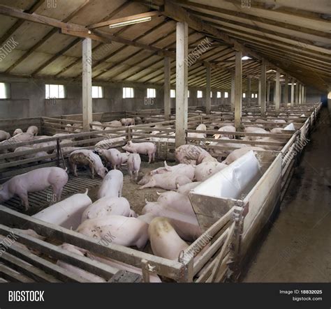 Small Pig Farm Image & Photo (Free Trial) | Bigstock