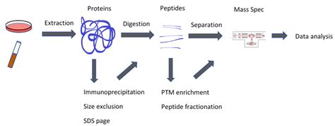 Introduction to Proteomics | USF Health