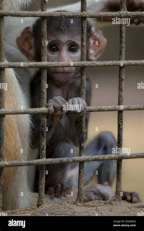 Baby monkey in Zoo Stock Photo - Alamy