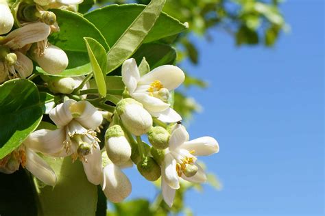 Celebrate Orange Blossom Day on June 27th - Florida Smart