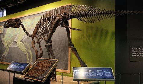 Hadrosaurus Pictures & Facts - The Dinosaur Database