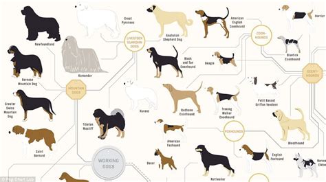 Pin on Dog osteology