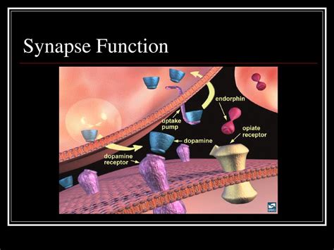 Nervous System Function - ppt download