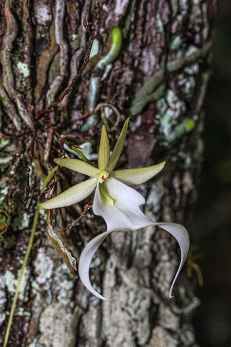 Rare Ghost Orchid Only Grows In Swamps Photograph by Larry Richardson - Fine Art America