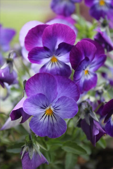 Purple Pansies by aelthwyn on DeviantArt