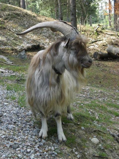 Buck Goat Animals With Horns, Animals And Pets, Cute Animals, Beautiful ...