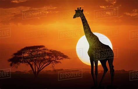 Giraffe at sunset in Amboseli National Park, Kenya, East Africa, Africa ...