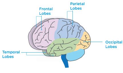 Lobes Of The Brain Diagram