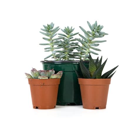 Josh's Frogs Desert Plant Kit 18x18 | Petco