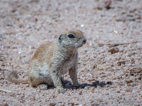 Round-tailed Ground Squirrel Photograph by Tamera Wohlever - Pixels