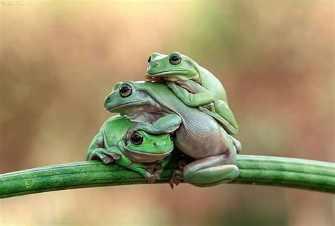 Pile up on line one. | Wild animals photos, Animals wild, Cute frogs