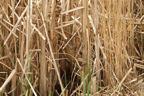 Bittern Camouflage Reed Bed Bird Stock Photos, Pictures & Royalty-Free ...