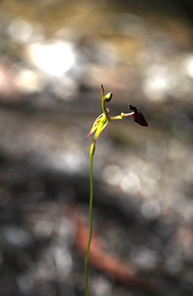 Orchids