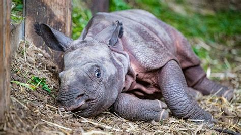 Watch: Newborn Rhino Calf Takes First Steps As He Walks Out With Mom ...