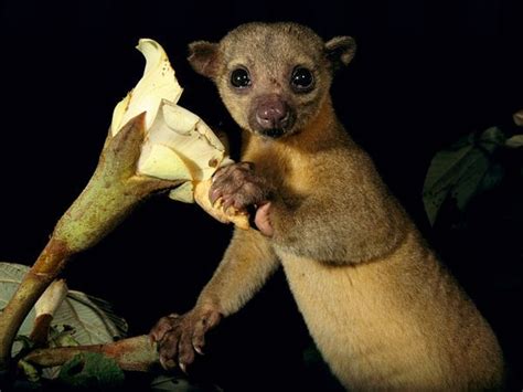 Kinkajou, avagy a farksodró | LifePress