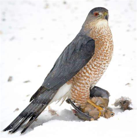 Cooper's Hawk - Appearance | Birds of ... | Coopers hawk, Pet birds, Bird life list