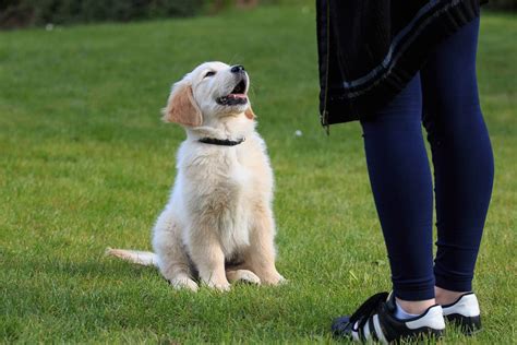 The best Golden Retriever training guide you'll ever need - K9 Web