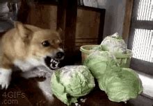 Dog Eating Cabbage GIFs | Tenor