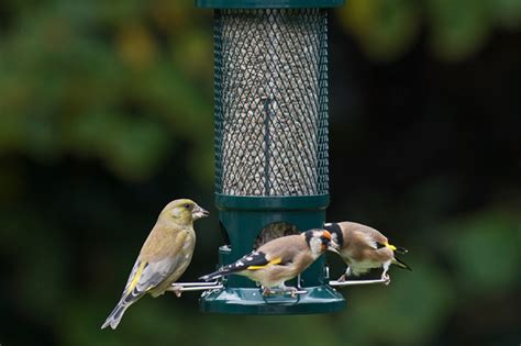 Squirrel Buster Standard Bird Feeder | The Grass People