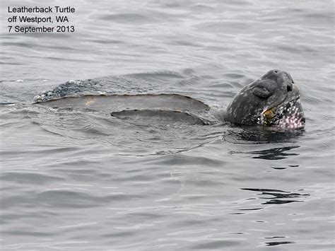 Northwest Nature Notes: JELLYFISH AND THEIR PREDATORS