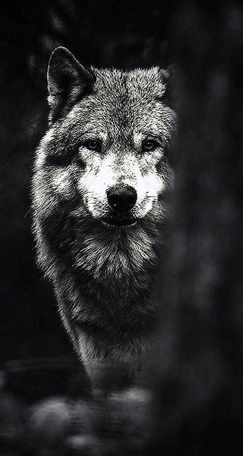 Top 53+ black and white wolf wallpaper best - in.cdgdbentre