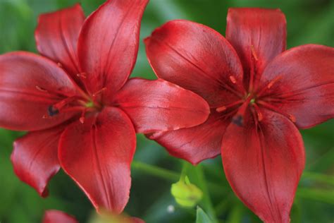 Red Lily Flowers Free Stock Photo - Public Domain Pictures