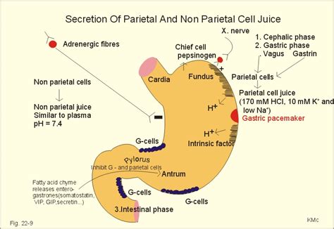 Parietal Cells, Gastric; Gastric Parietal Cells; Oxyntic Cells