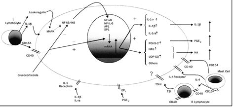 Thyroid-associated orbitopathy: a clinicopathologic and ther... : Current Opinion in Ophthalmology