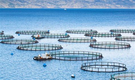 The high cost of salmon farming - Nexus Newsfeed