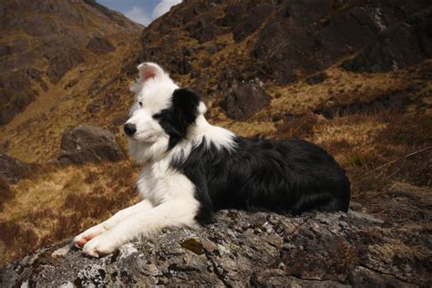 10 Best Hiking Dog Breeds | HiConsumption