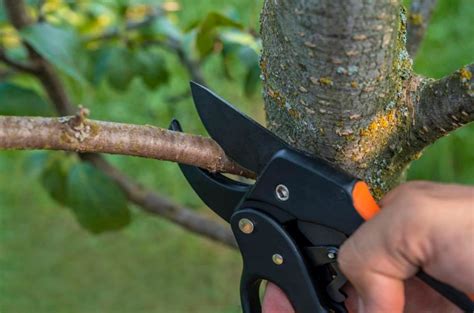 Pruning In The Orchard: Which Branches Should Be Removed Immediately (Part 2) - Best Landscape Ideas