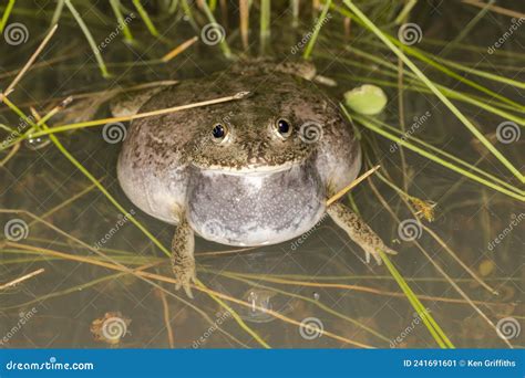 Water Holding Frog stock image. Image of water, platycephala - 241691601