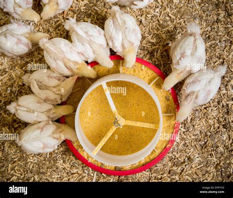 Baby Chicks Feeding Stock Photo - Alamy