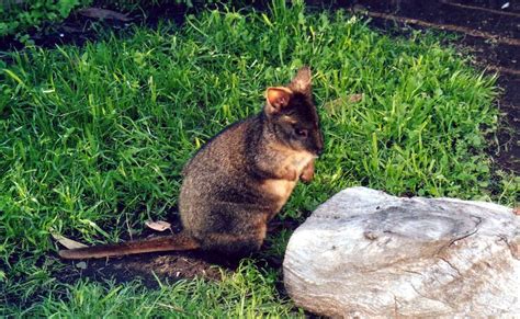 ADW: Macropodinae: PICTURES | Pademelon, Kangaroo, Animals