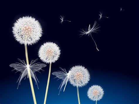 Download Dandelion Artistic Flower 4k Ultra HD Wallpaper