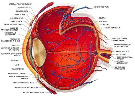 BIOLOGY BLOG, : BASIC STRUCTURE OF THE HUMAN EYE