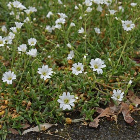 Cerastium tomentosum