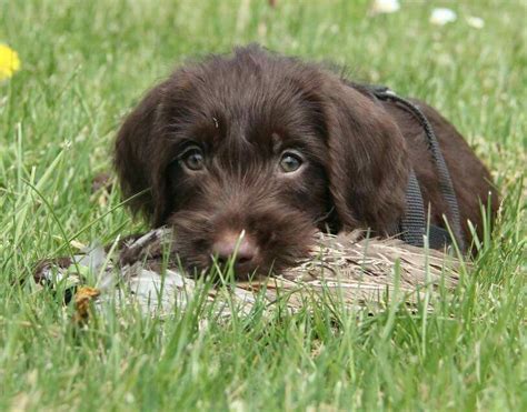 Pudelpointer puppy | Puppies, Hunting dogs, Dogs