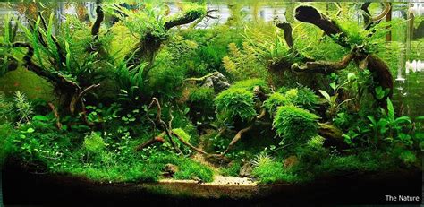 dense jungle Aquarium Landscape, Aquascape Aquarium, Planted Aquarium ...