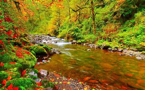 Nature Live Wallpaper Download - Fall Leaves Mountain Stream (#802187 ...