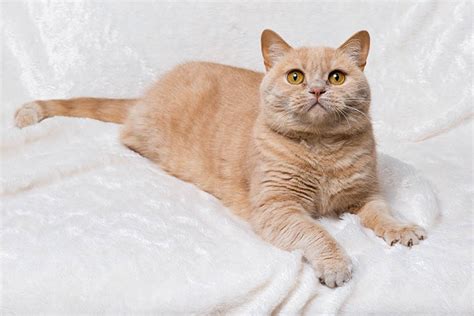 British Shorthair cat breed information - Your Cat